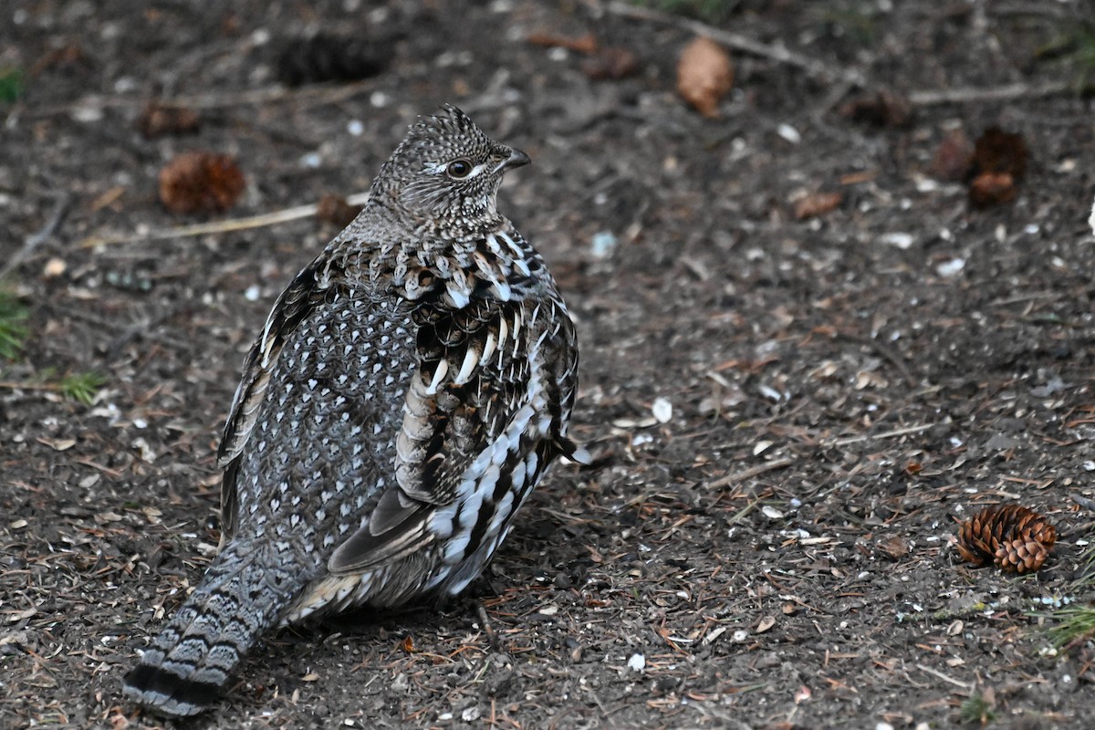 Ruffed Grouse - Susan and Andy Gower/Karassowitsch