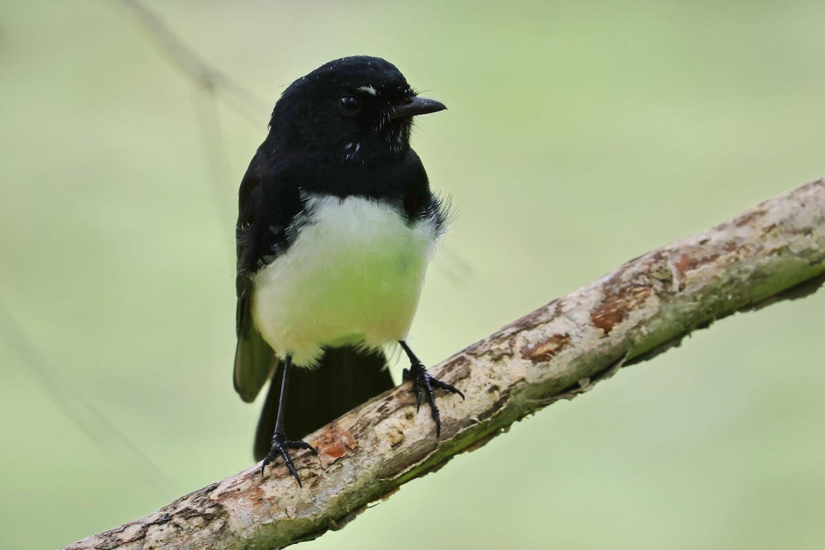 Willie-wagtail - Lorix Bertling