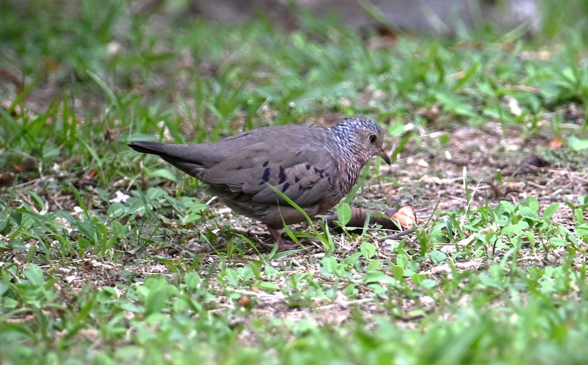 Colombe à queue noire - ML616922685