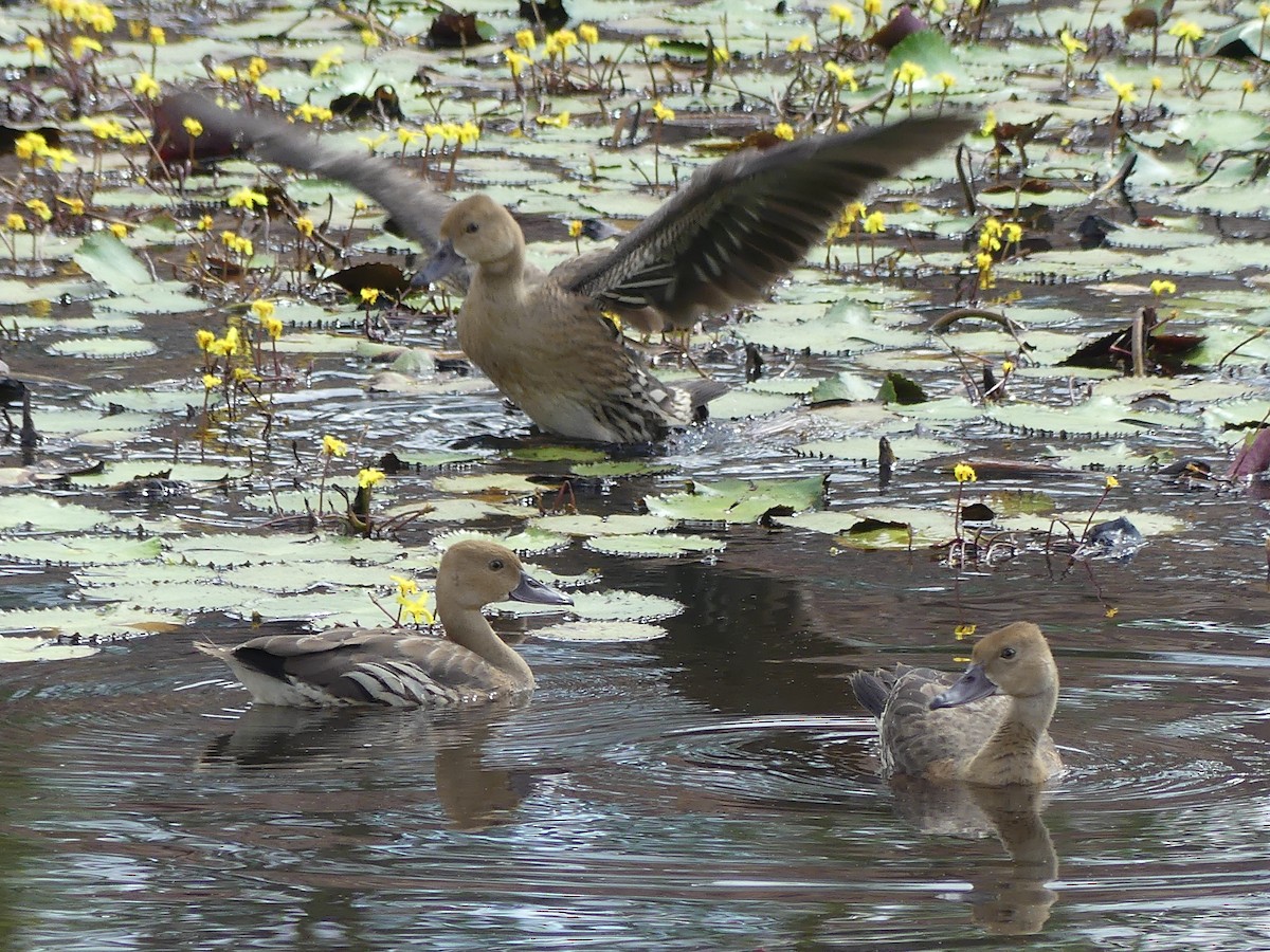 Plumed Whistling-Duck - ML616922721