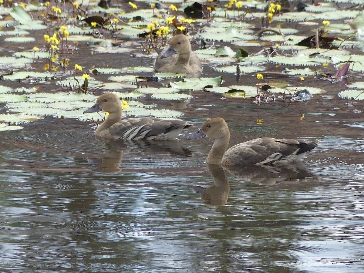 Plumed Whistling-Duck - ML616922727