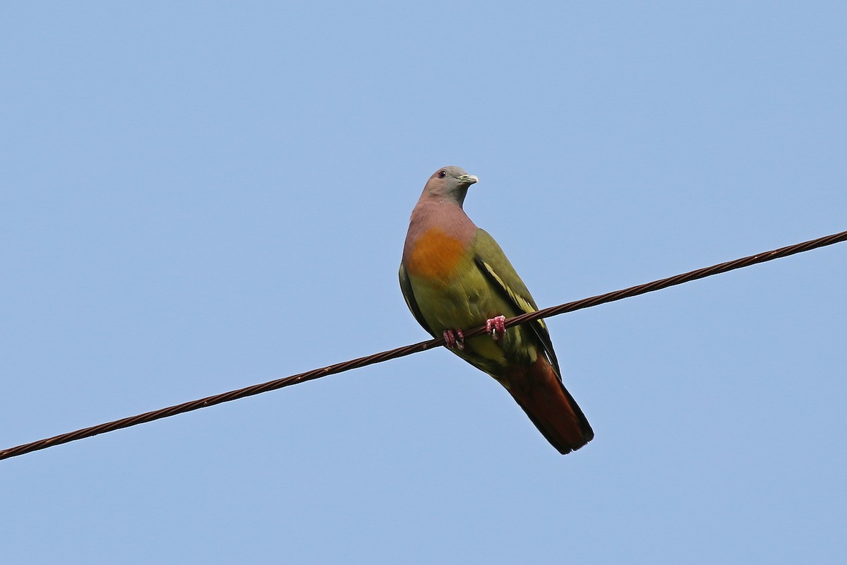 Pink-necked Green-Pigeon - ML616922783