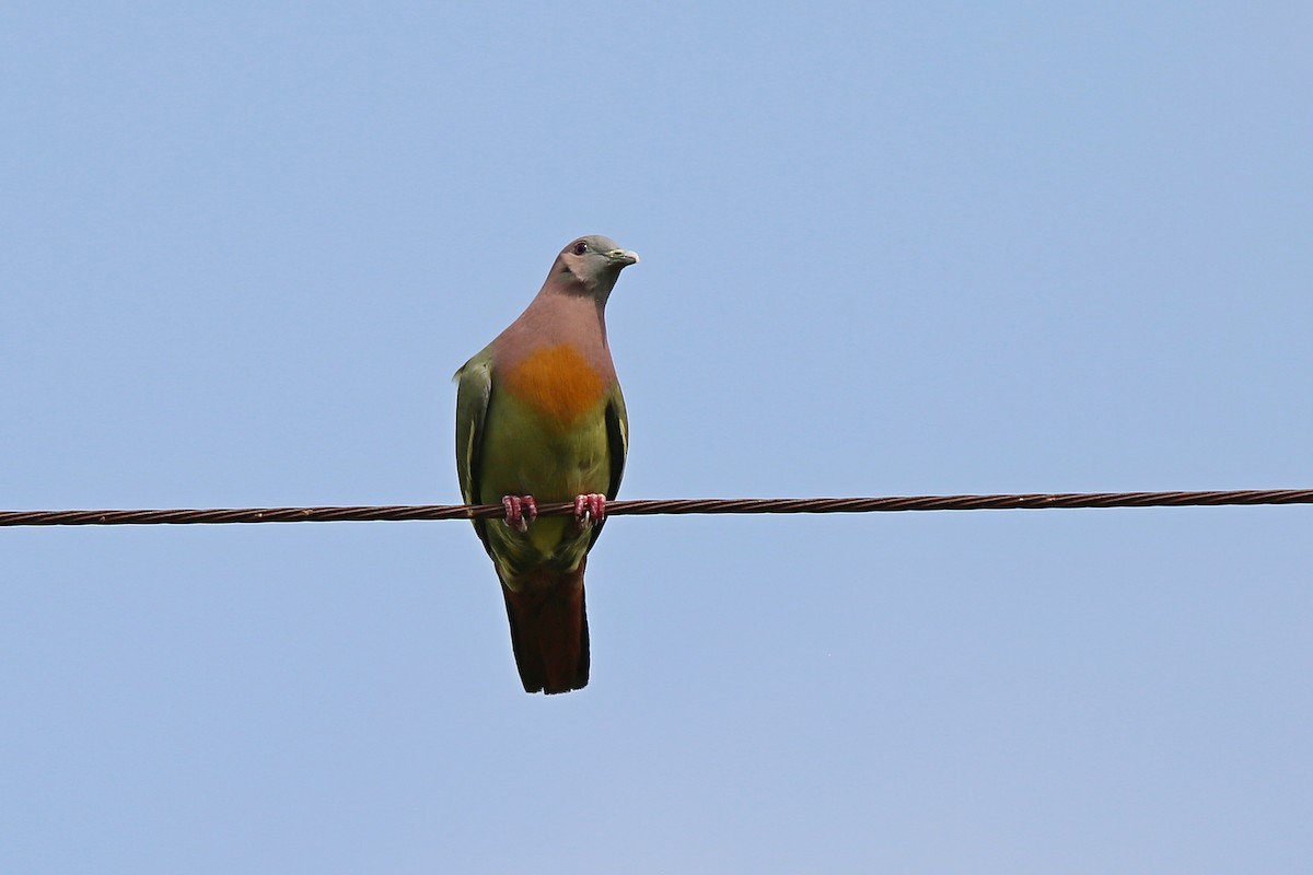 Pink-necked Green-Pigeon - ML616922784