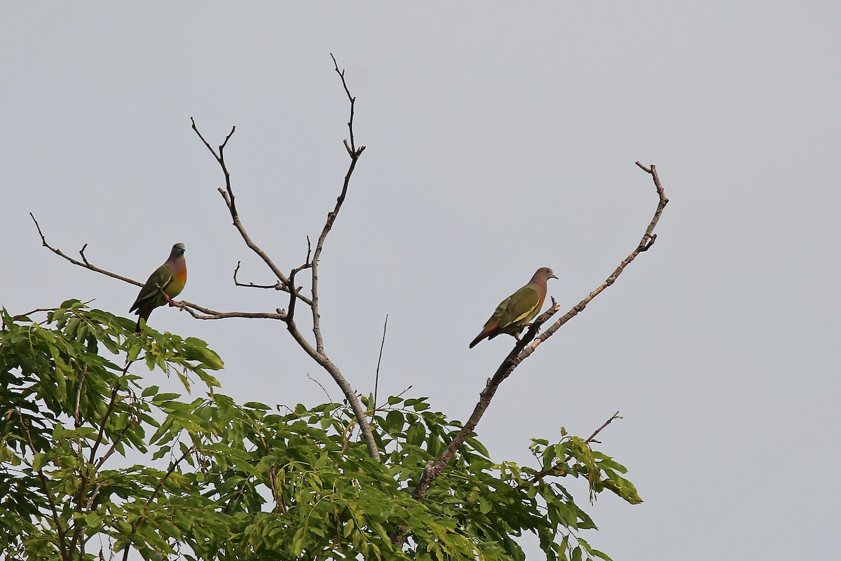 Pink-necked Green-Pigeon - ML616922786