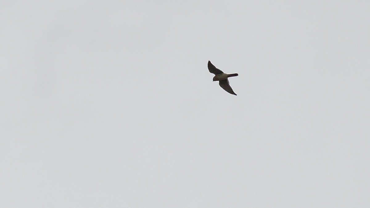 American Kestrel - ML616922827