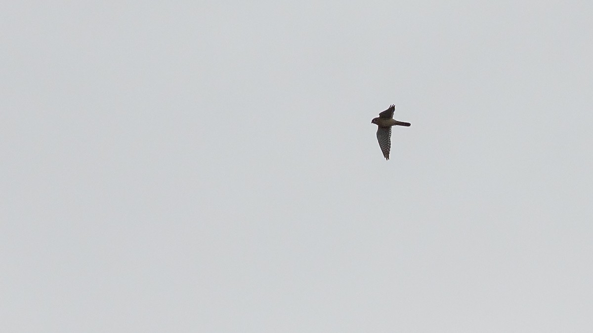 American Kestrel - ML616922828