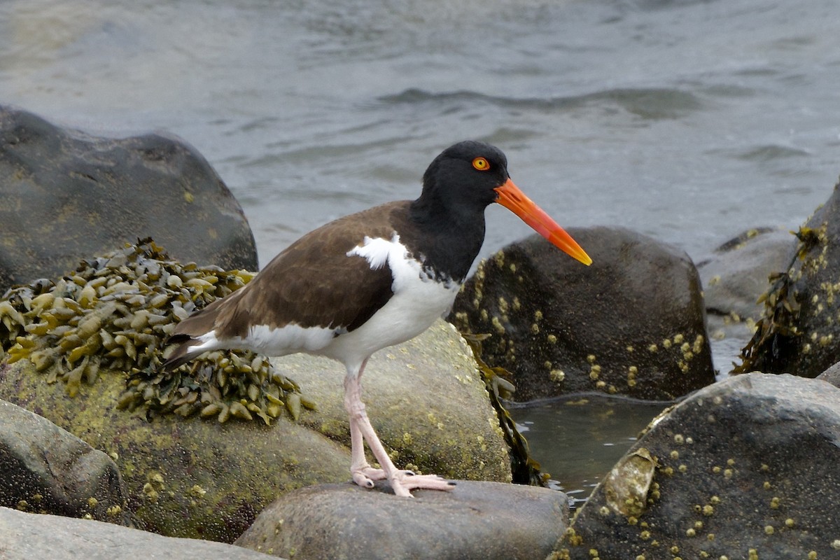 American Oystercatcher - ML616922855