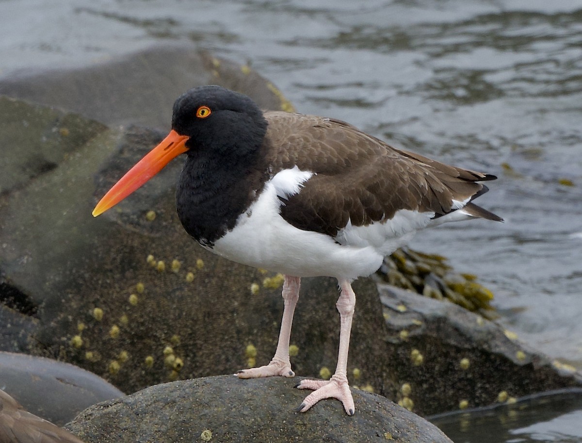 American Oystercatcher - ML616922856