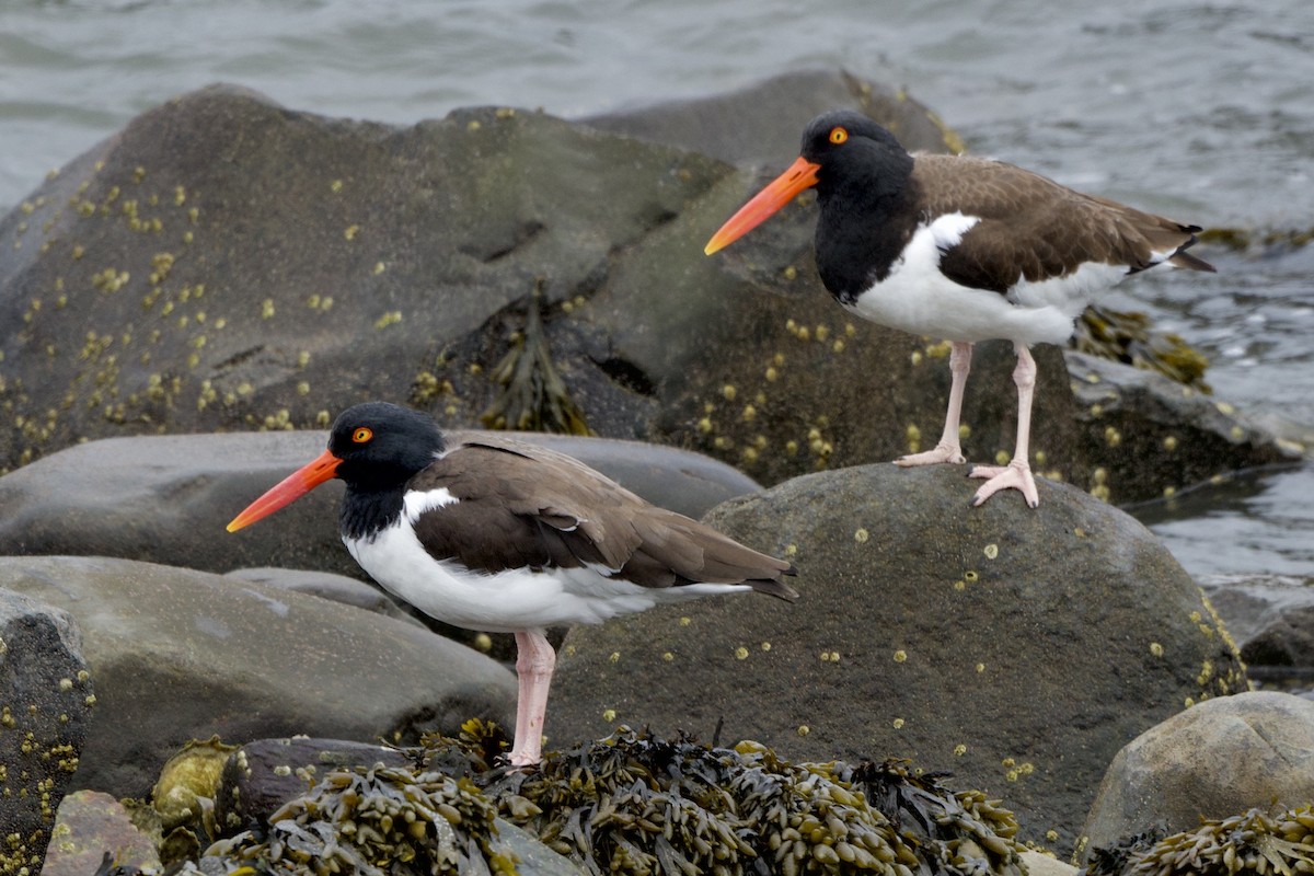 American Oystercatcher - ML616922858