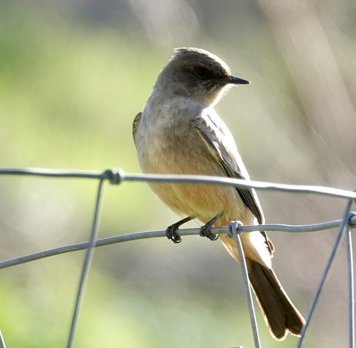 Say's Phoebe - Jill Punches