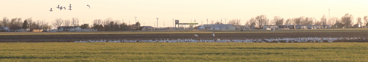 Snow Goose - ML616922883