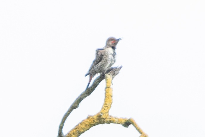 Northern Flicker - ML616922899