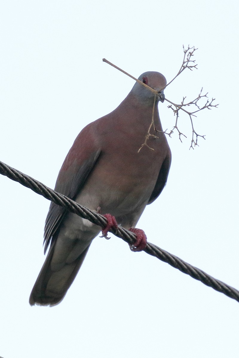 Pale-vented Pigeon - Brano Kovačević