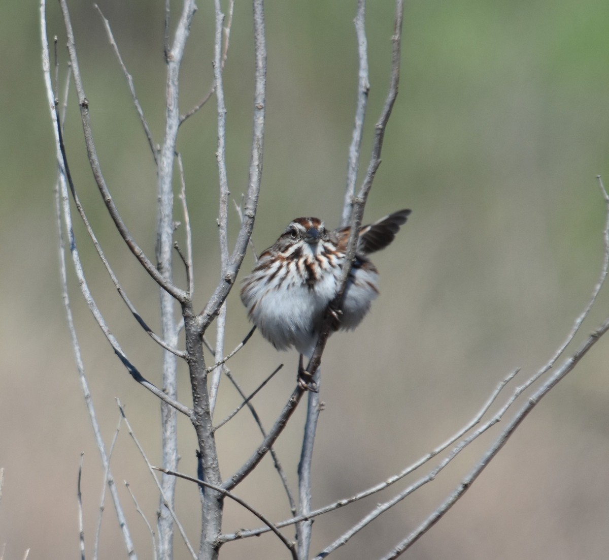 Song Sparrow - Andrew From