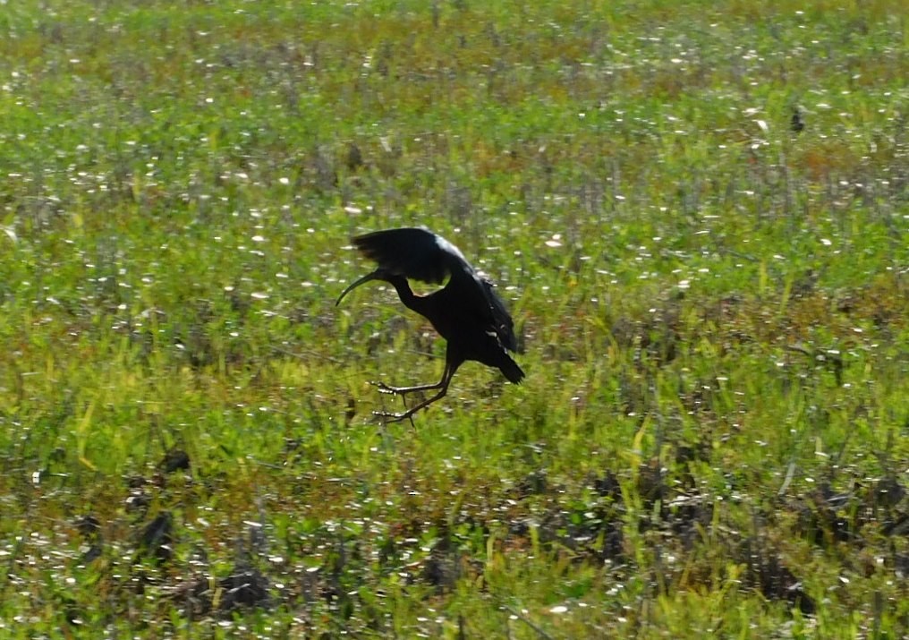 Ibis à face blanche - ML616922960