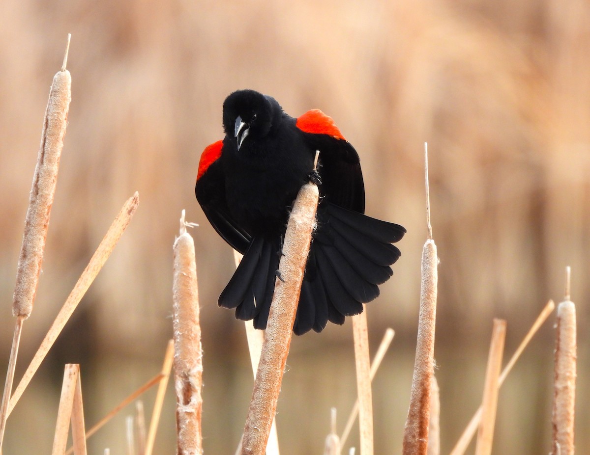 Red-winged Blackbird - ML616922963