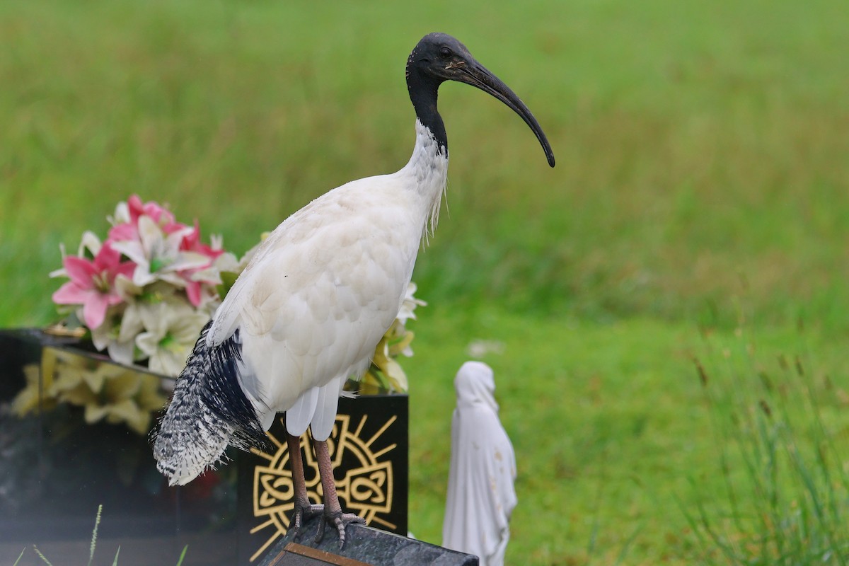 Australian Ibis - ML616922979