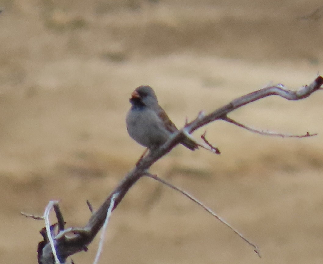 Black-chinned Sparrow - Robin Gurule