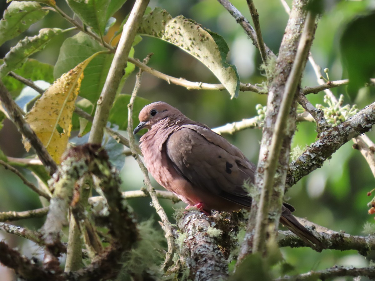 Eared Dove - ML616923070