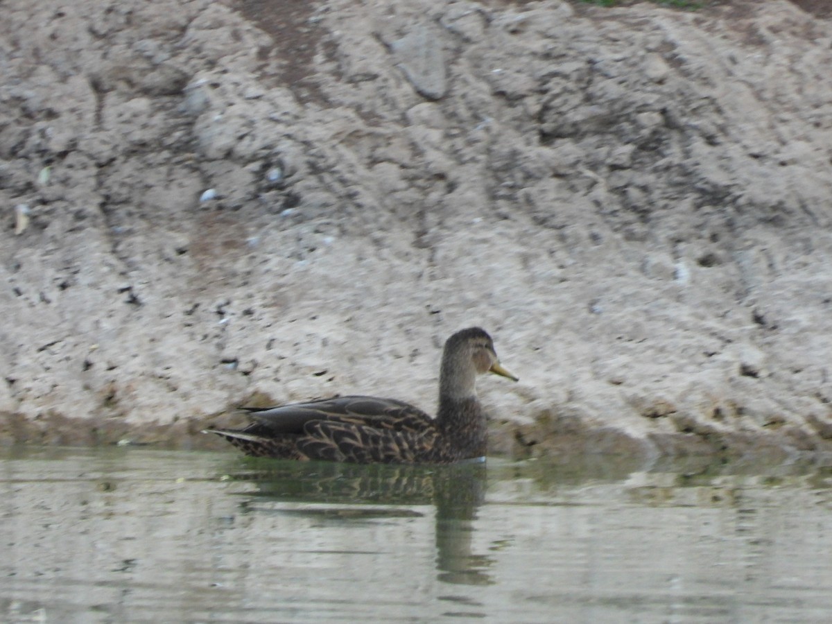 Mexican Duck - ML616923131