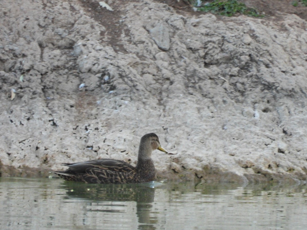 Mexican Duck - ML616923132