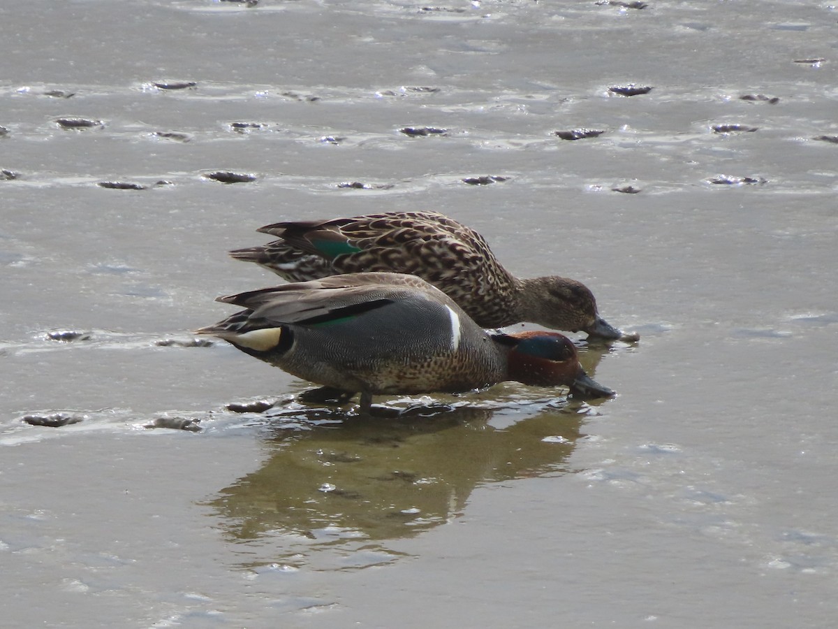Green-winged Teal - ML616923152