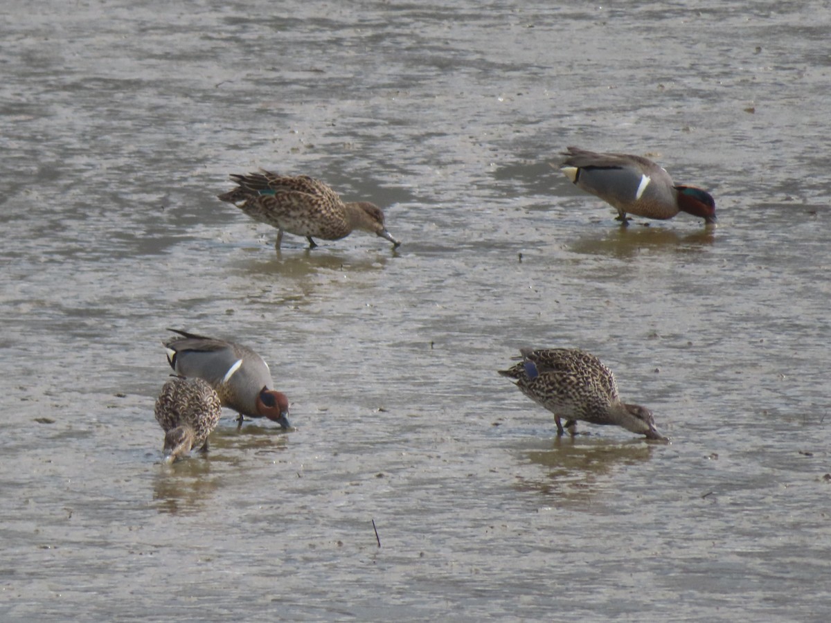 Green-winged Teal - ML616923173