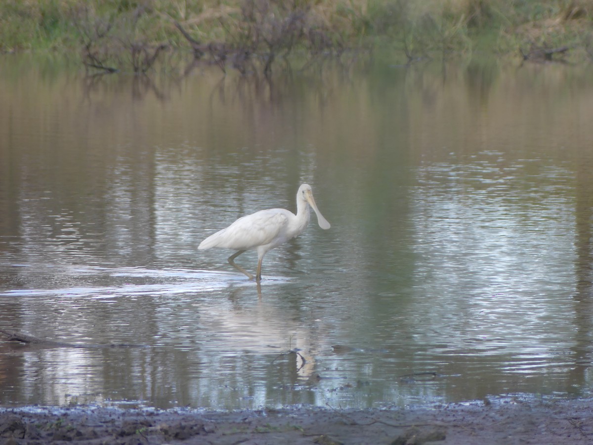 Yellow-billed Spoonbill - ML616923179