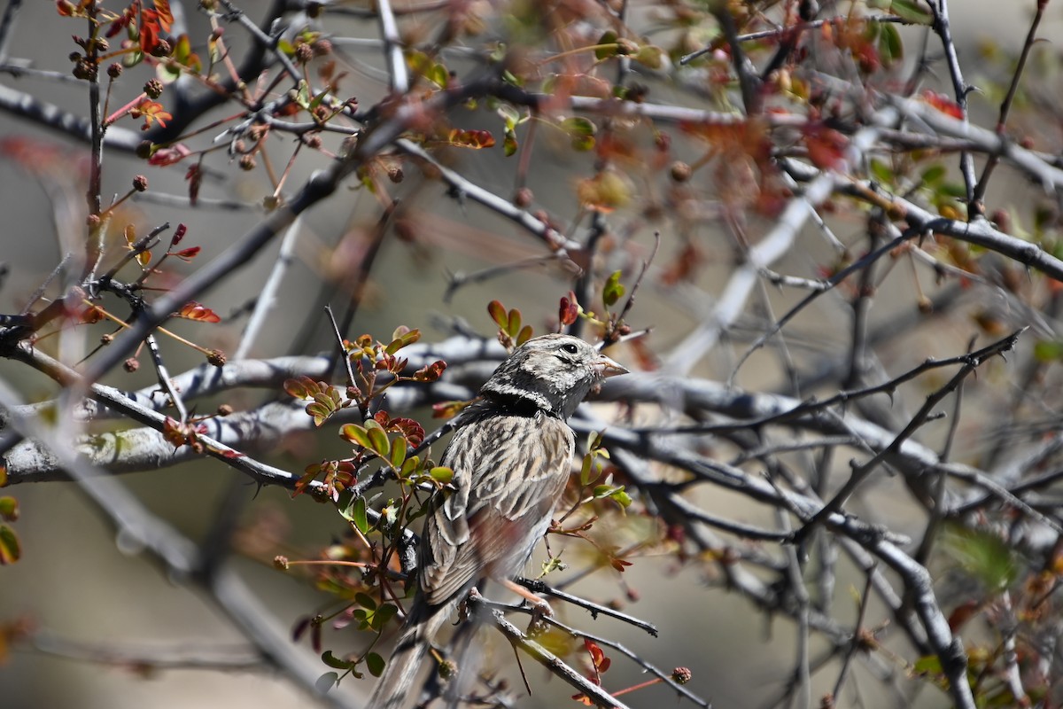 Brewer's Sparrow - ML616923182