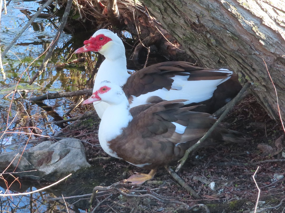 Muscovy Duck (Domestic type) - Ken Clark