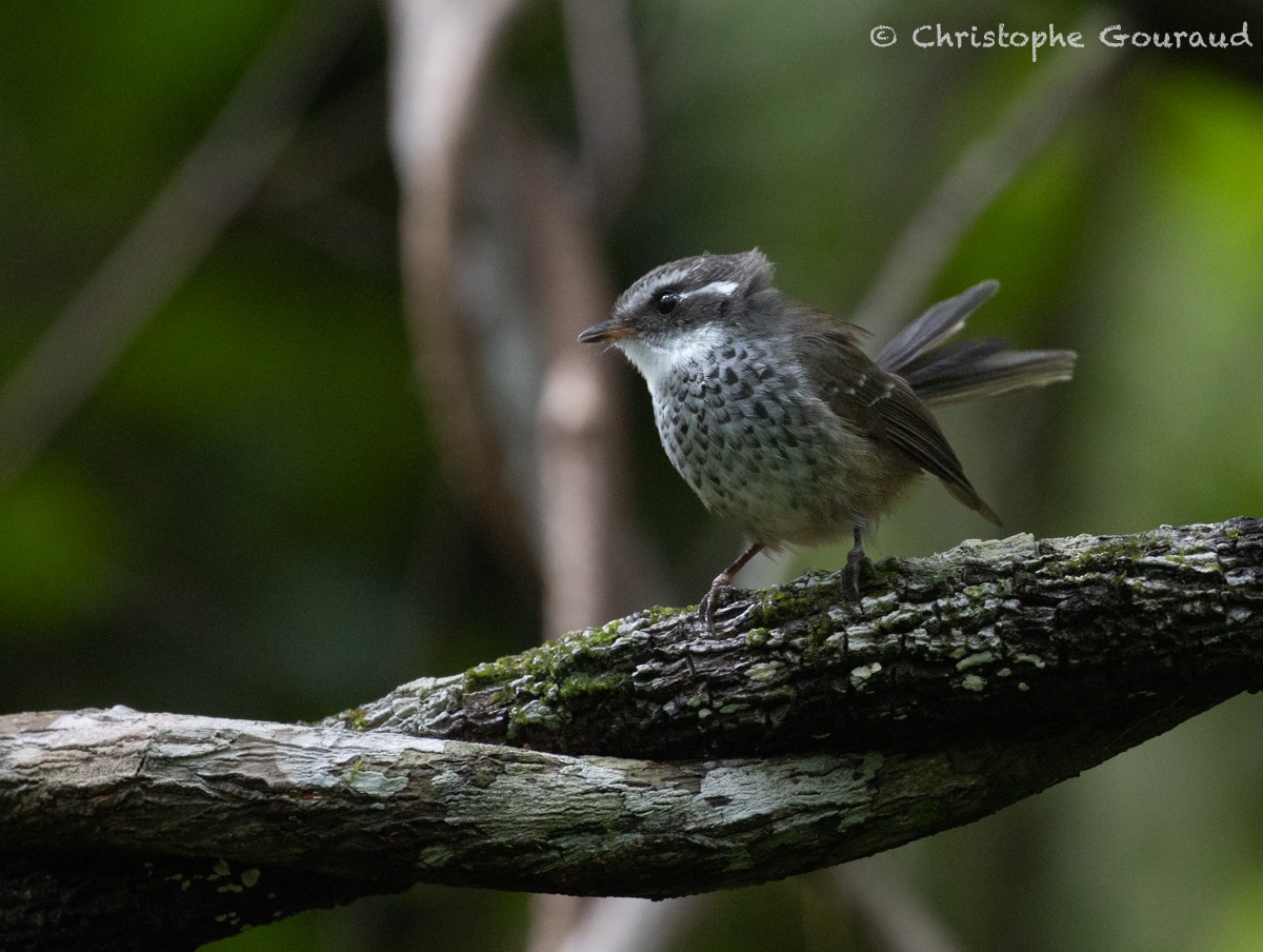 New Caledonian Streaked Fantail - ML616923257