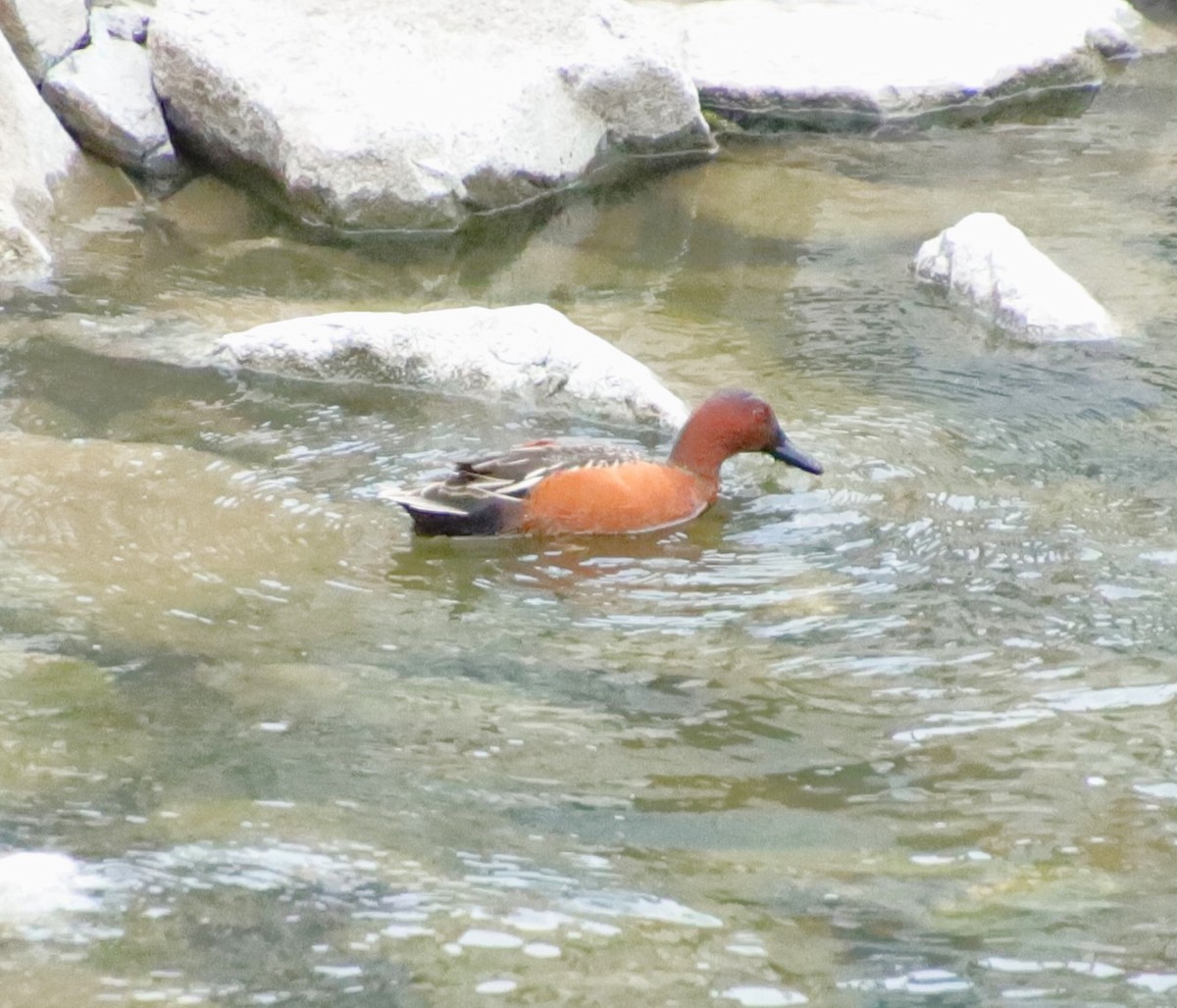 Cinnamon Teal - Drew Hatcher