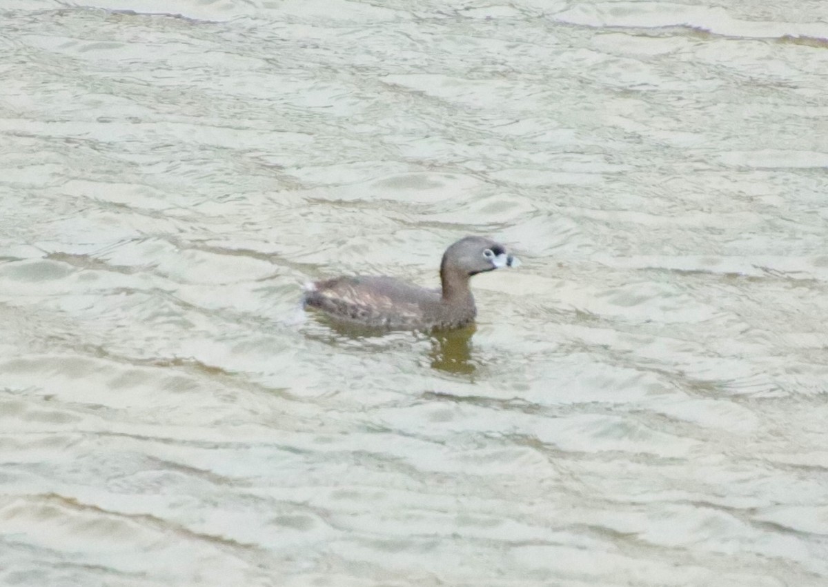 Pied-billed Grebe - ML616923310