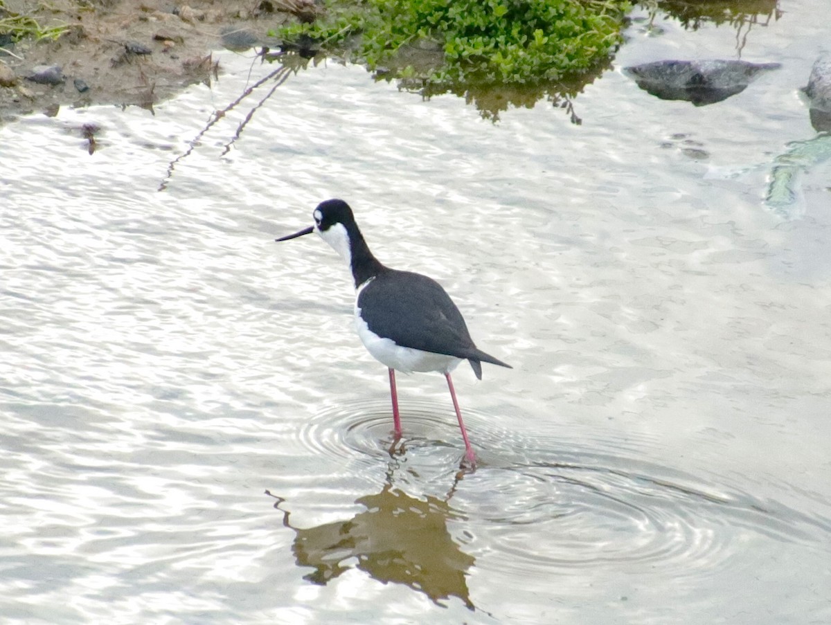 Black-necked Stilt - Drew Hatcher