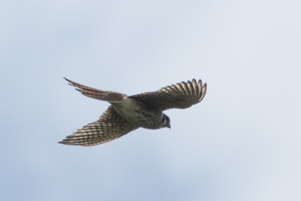 American Kestrel - ML616923332