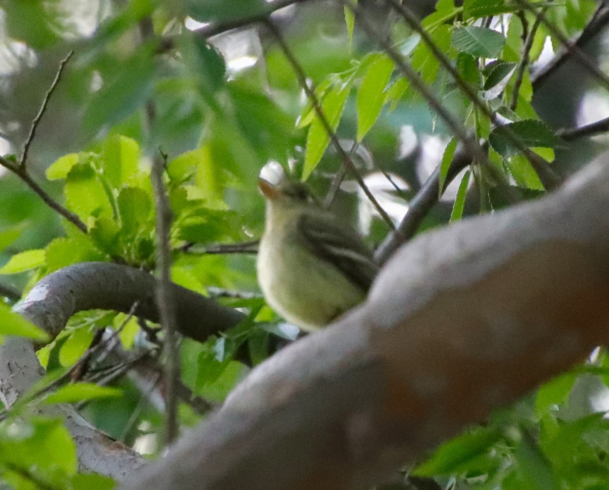 Western Flycatcher - Drew Hatcher