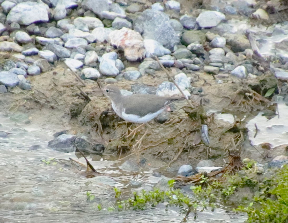 Spotted Sandpiper - Drew Hatcher