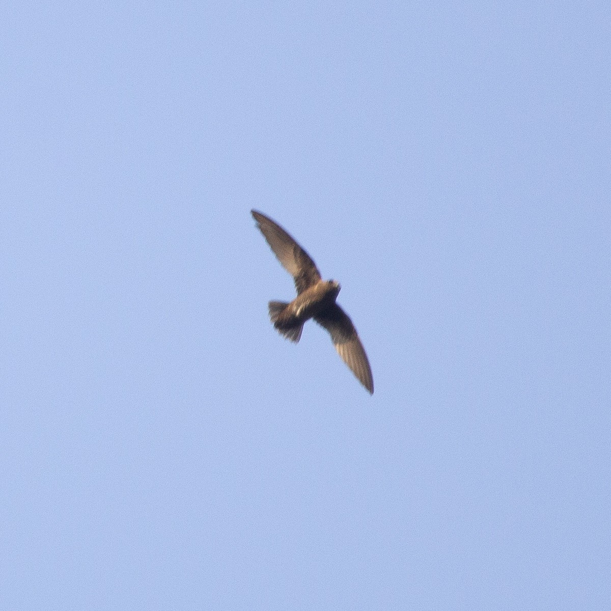 White-chinned Swift - ML616923401