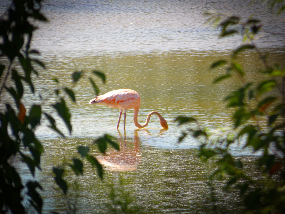 Amerika Flamingosu - ML616923410