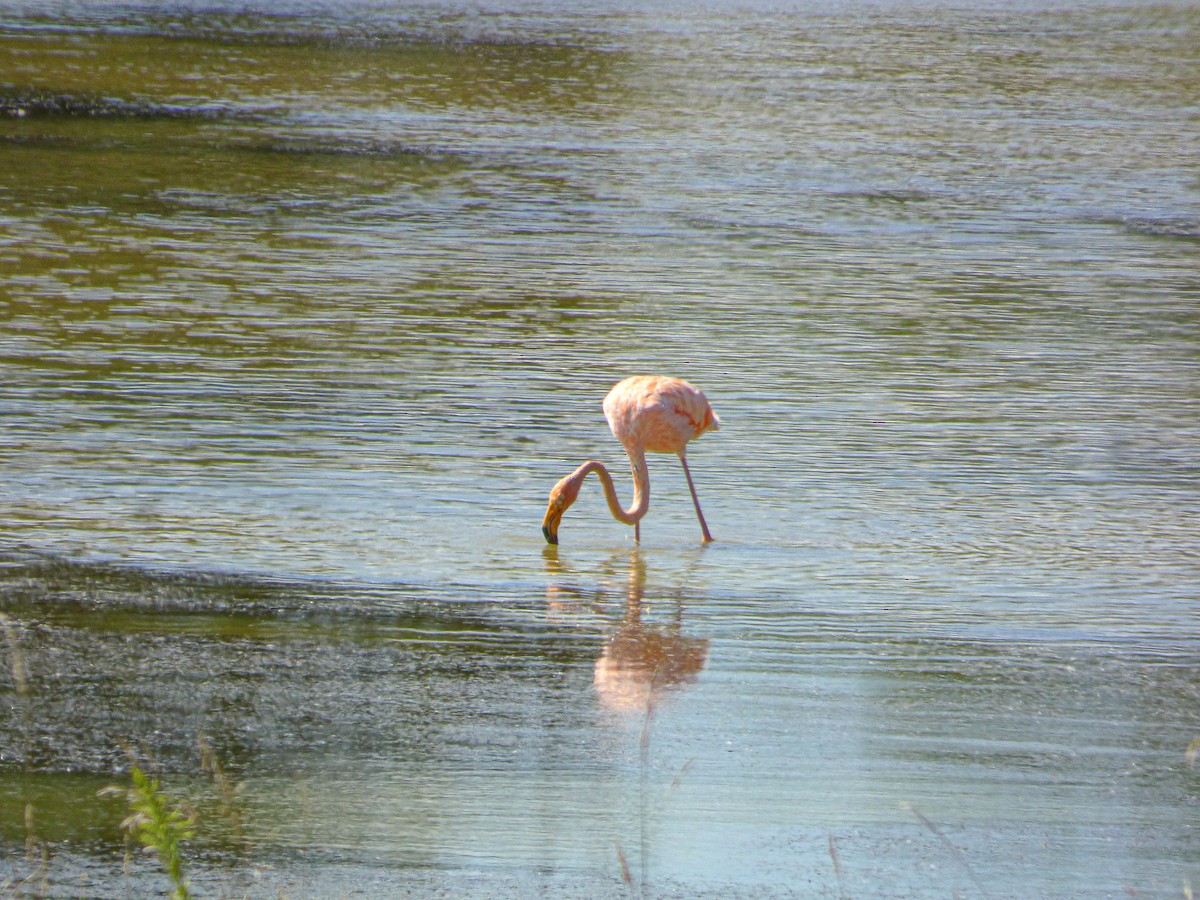 American Flamingo - ML616923411