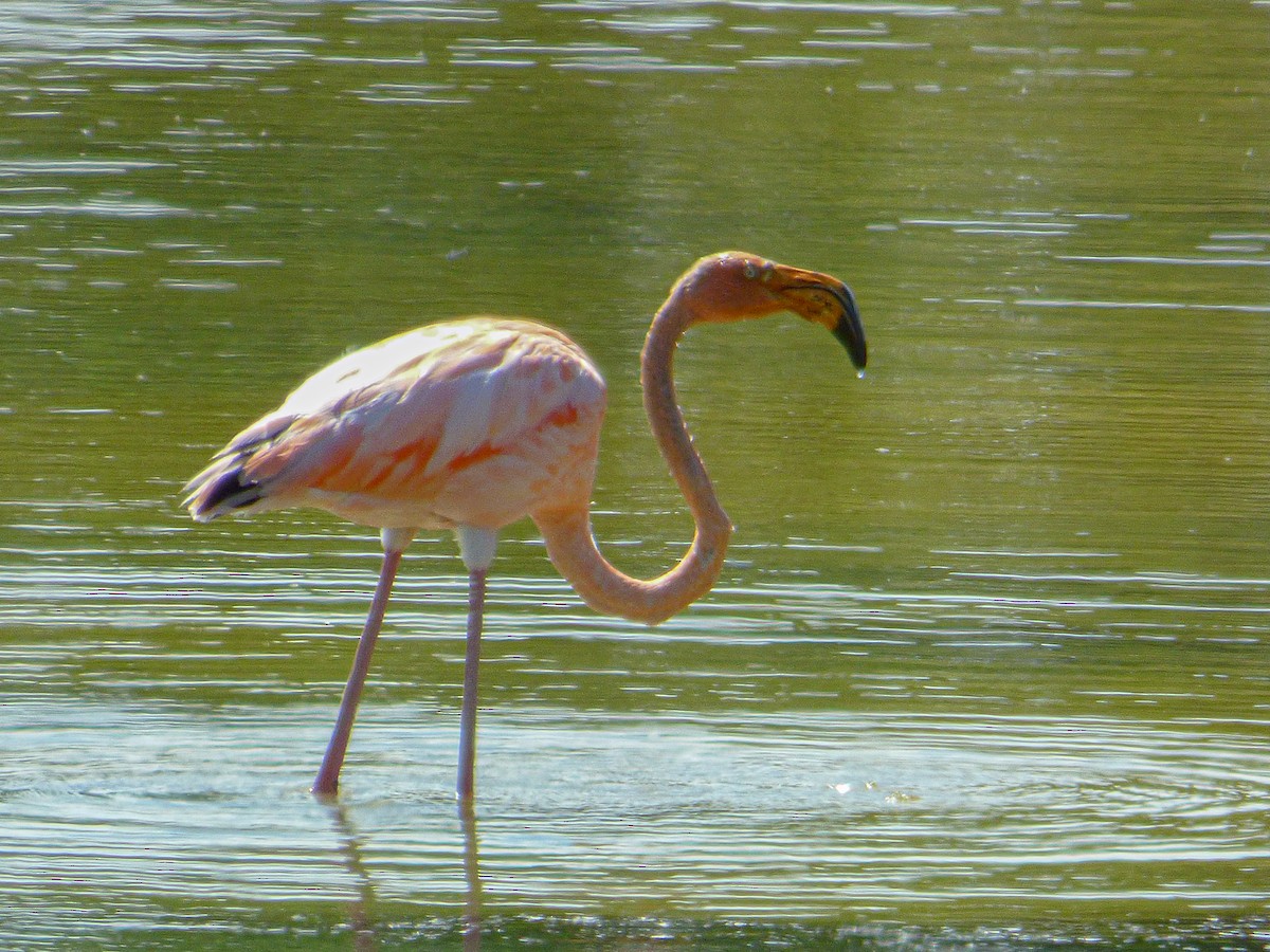 Amerika Flamingosu - ML616923412