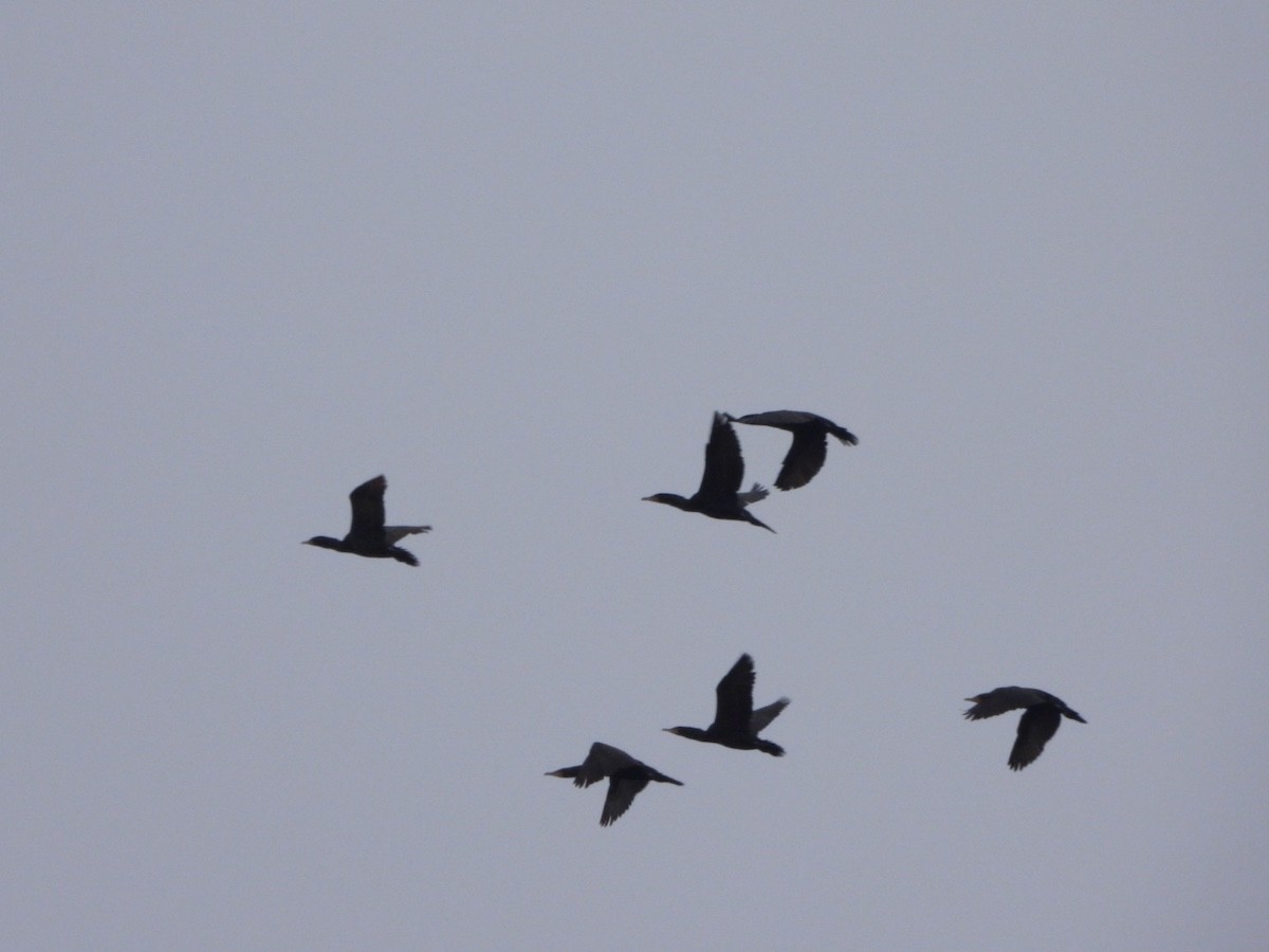 Double-crested Cormorant - ML616923438