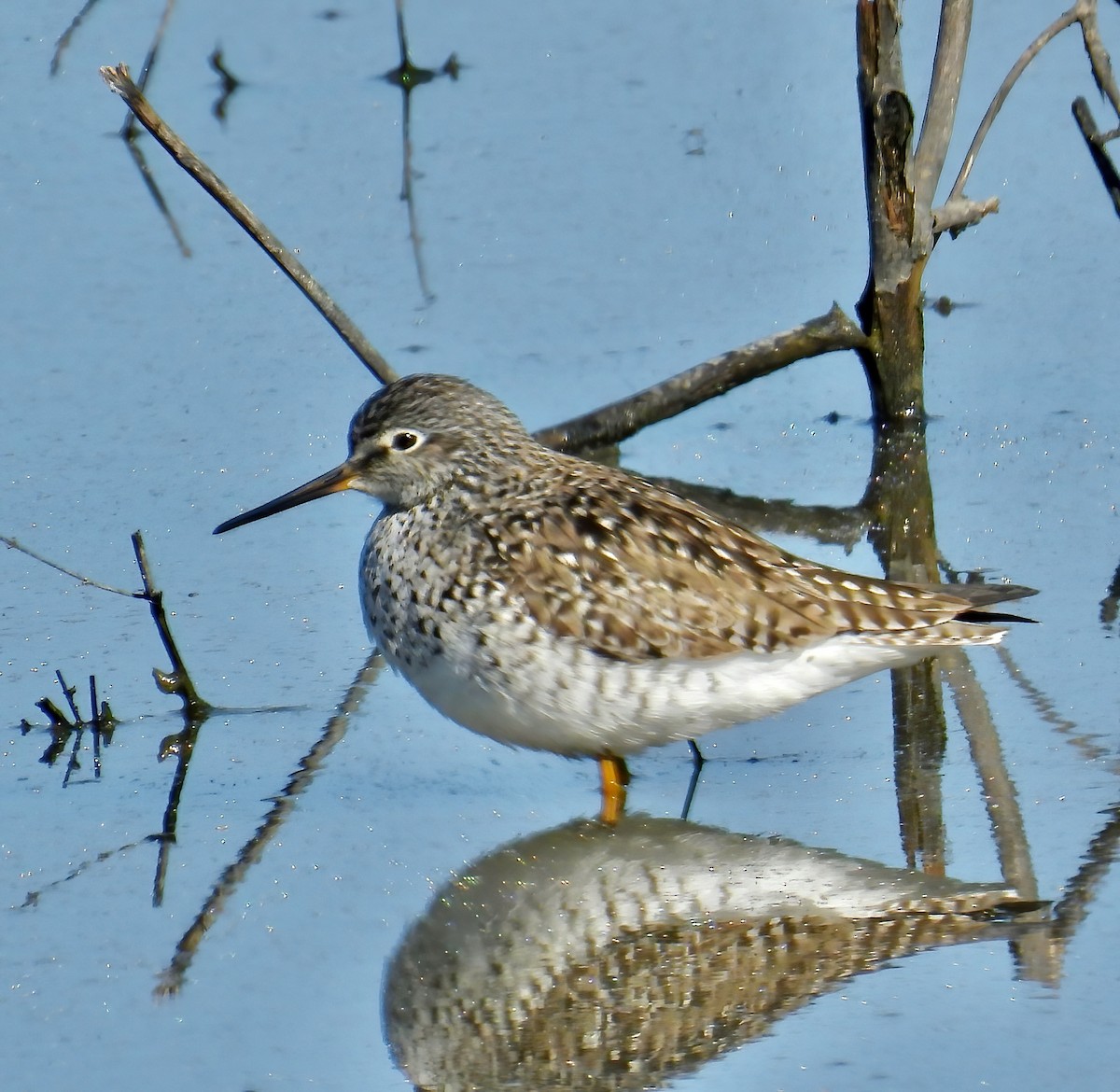 Solitary Sandpiper - Van Remsen