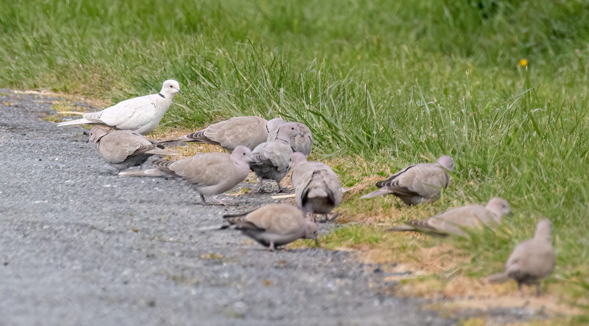 Eurasian Collared-Dove - ML616923549