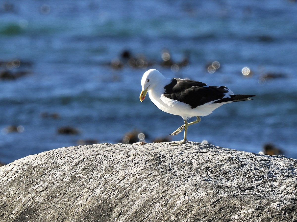 Kelp Gull (vetula) - Gabriel Willow
