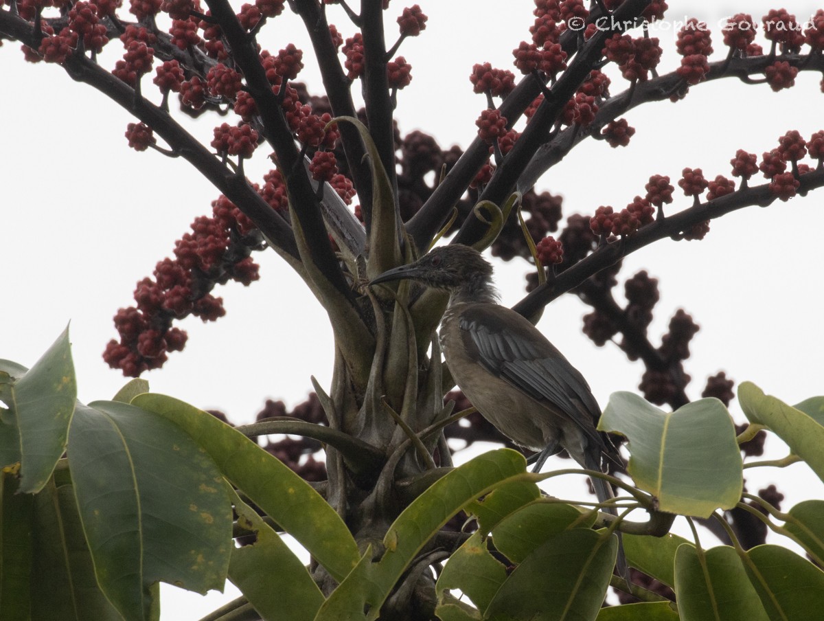 New Caledonian Friarbird - Christophe Gouraud