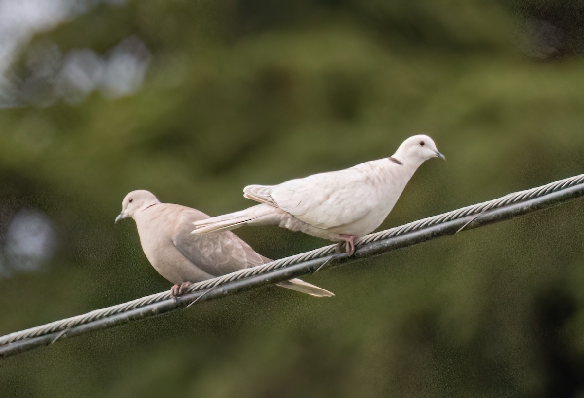 Eurasian Collared-Dove - ML616923562