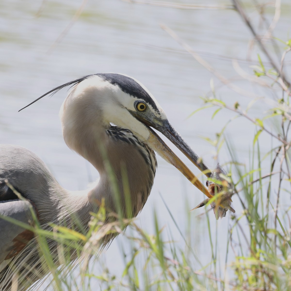 Great Blue Heron - ML616923615