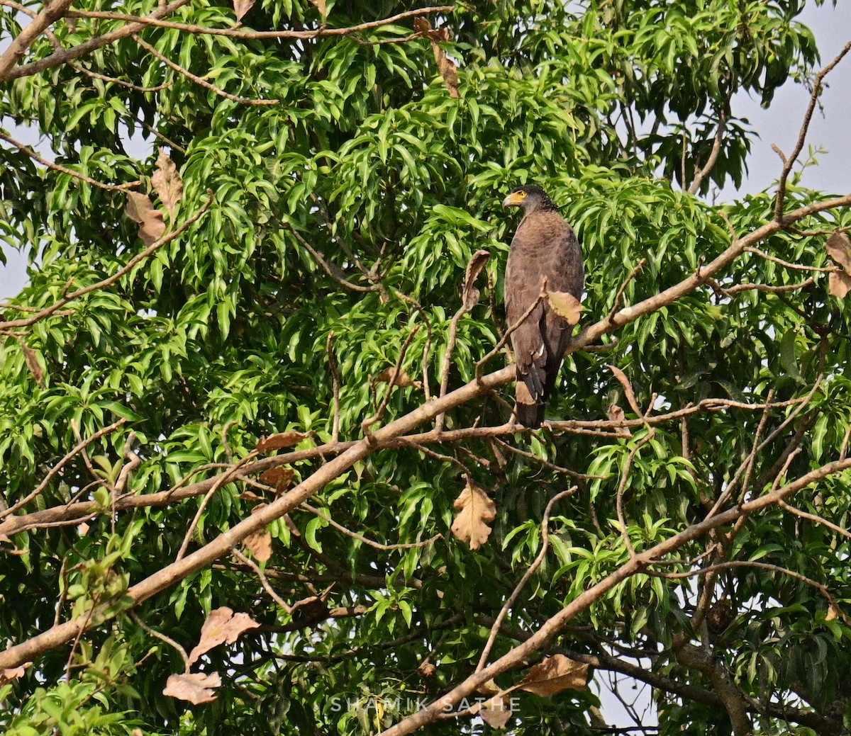 Crested Serpent-Eagle - ML616923653