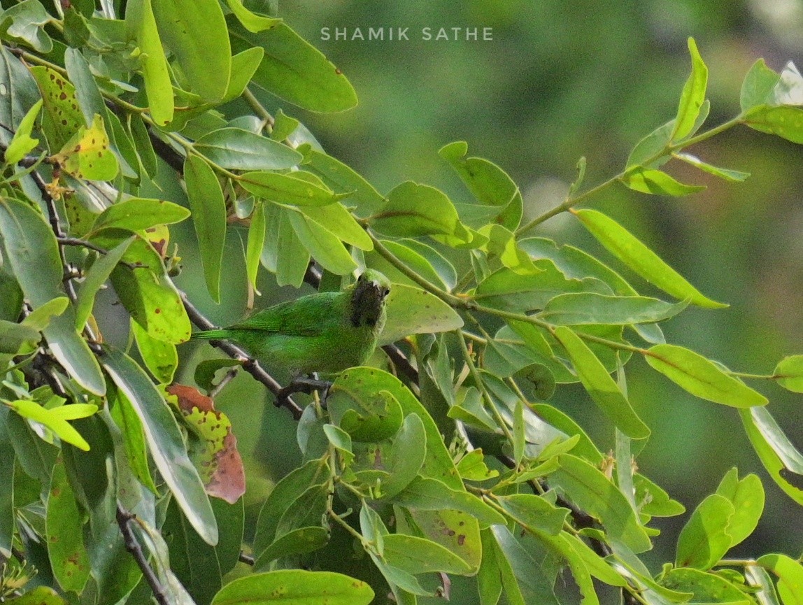 Golden-fronted Leafbird - ML616923706